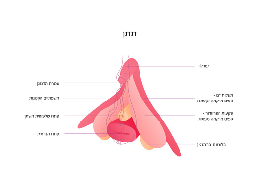 מבנה הדגדגן - גוף האשה